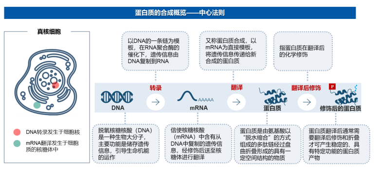 基因组学后的下一个蓝海——蛋白质组学