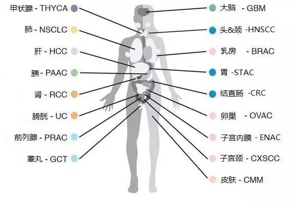 《科学》超重磅：瑞典科学家发布全球首个癌症病理图谱！解密人体所有蛋白编码基因...