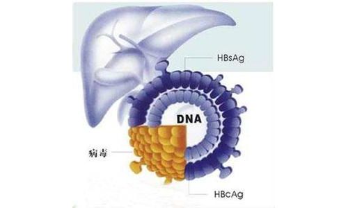 中国学者发现HBsAg与 HBV DNA显著正相关