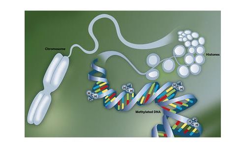 【德美合资Epigenomics】直肠癌筛查等待FDA和CFDA批准