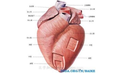美国专家谈心衰标志物临床应用及诊断价值