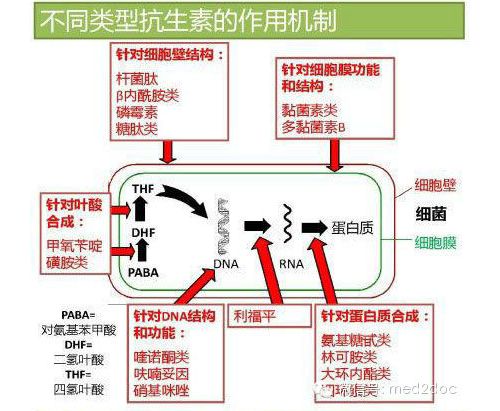 图解各类抗生素的抗菌谱