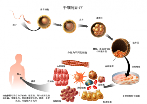 干细胞在医学领域的前景与忧思