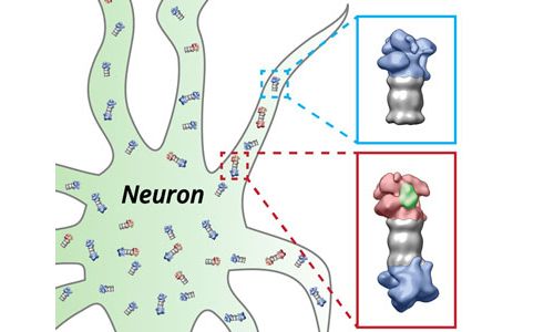 Science：新技术实现细胞内“分子普查”
