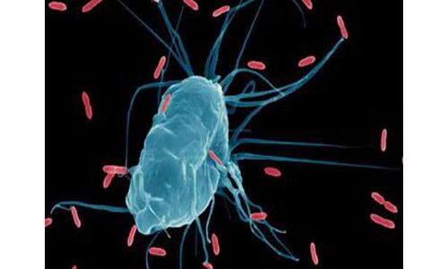 科学家发现可检测败血症的11个基因