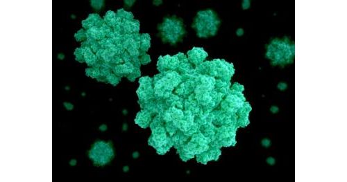 新技术ViroCap几乎能检测出所有人畜病毒