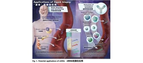 通过循环肿瘤DNA定量检测肺腺癌驱动基因EGFR突变