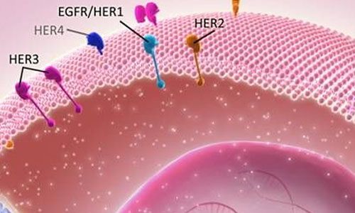 HR+/HER2-乳腺癌治疗现状
