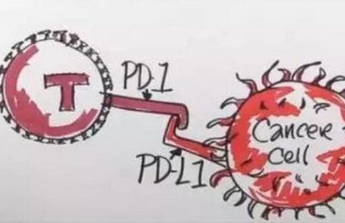 全球PD-L1抗体药物研发进展一览