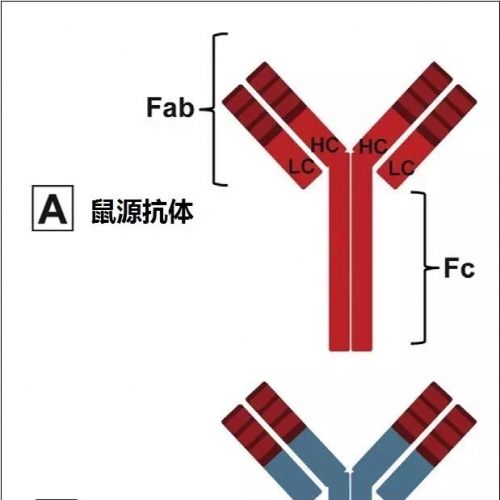 一图看尽67个抗体药物靶点和作用机制