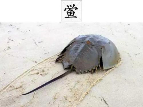 “鲎试剂”企业挂牌新三板，体外诊断与检测行业“大鱼”