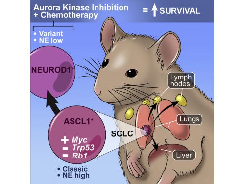 Cancer Cell新文章指明肺癌精准治疗未来方向