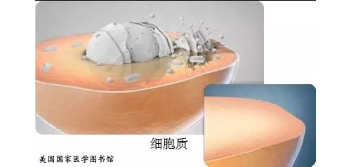 [科普] 细胞介绍