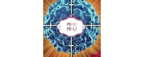 PD-1的战国时代