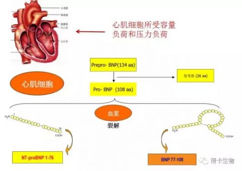 BNP和NT-proBNP的恩怨情仇
