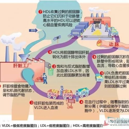 血脂工厂：生化检验必需收藏的一张图