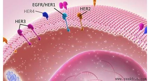 上海医药乳腺癌新药HER2单抗获批临床