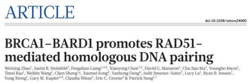 Nature：我们终于搞清了BRCA1突变致癌的秘密