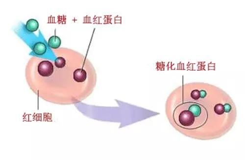 HbA1c的实验室标准化检测及临床优化使用（上）—最新国内外权威指南解读