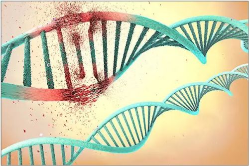 《Nature》、《Science》双王炸：张锋升级系统！新基因编辑系统诞生