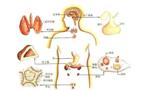 性激素六项，解读报告原来这么简单！