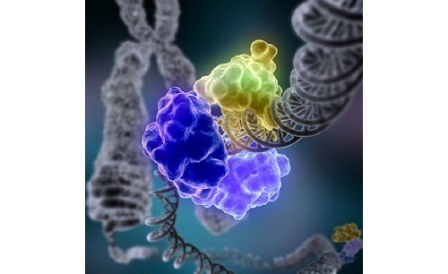 2017年11月CRISPR/Cas亮点盘点