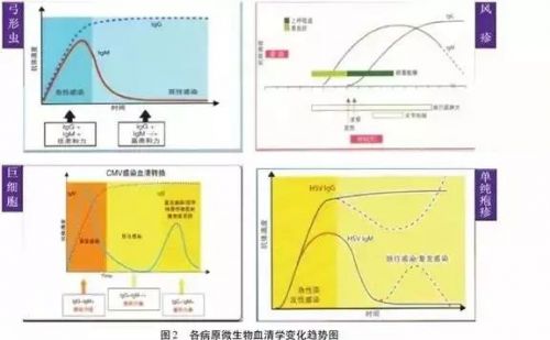 53个问答，一次搞定妊娠期TORCH筛查！