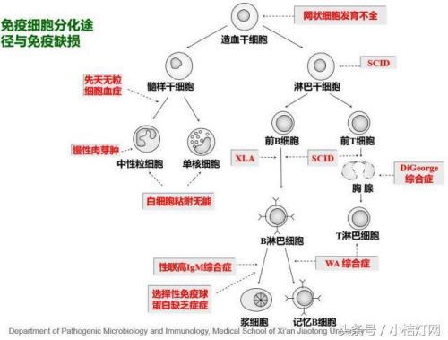 IVD知识文库系列-（9.3）免疫知识の免疫缺陷病