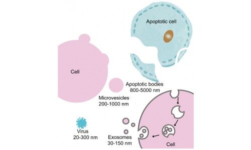 浙江大学医学院Theranostics杂志发表综述：外泌体在生物学和转化医学中的治疗诊断作用