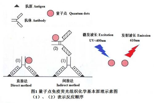 干货|量子点免疫荧光组织化学实验宝典