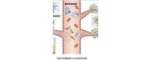 ddPCR在肿瘤早期筛查中的应用