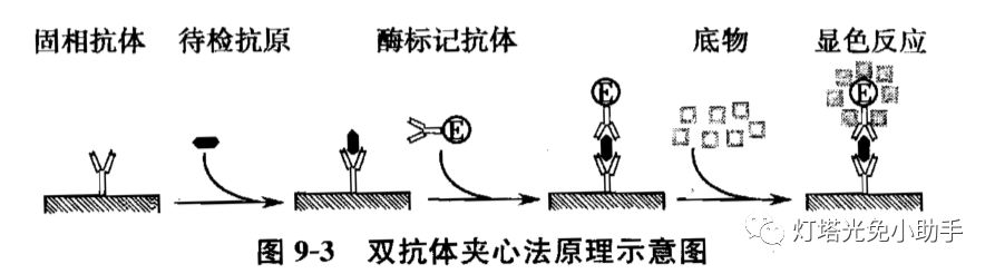 双抗体夹心法流程图图片