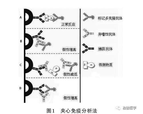 “异嗜性抗体干扰”造成的检验结果与临床不符，及其分析解决