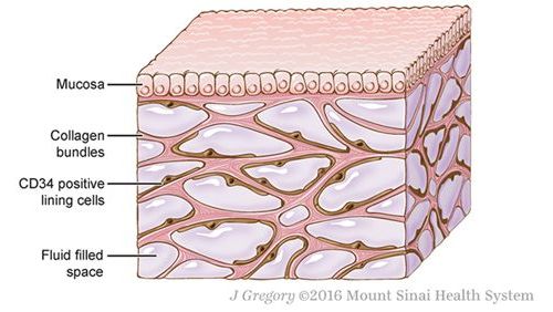 Nature子刊：人体组织中的interstitium真地是一种新器官？