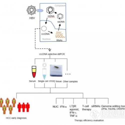 武大利用微滴式数字PCR技术实现新型HBV检测方法