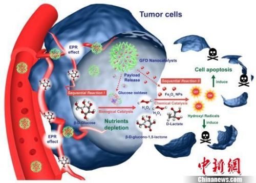 中国科学家首次提出“纳米催化医学” 可应用于肿瘤