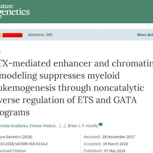 科学家发现Y染色体基因的新角色——对抗白血病