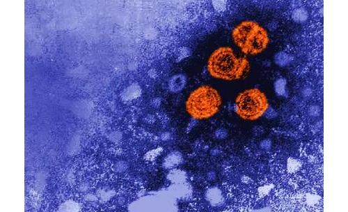 测序史里程碑：科学家首次从 7000 年的牙齿中获得乙肝病毒DNA