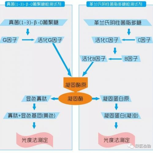 真菌检查中G试验与GM试验的区别