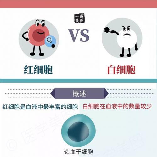 一图读懂丨红细胞 VS 白细胞