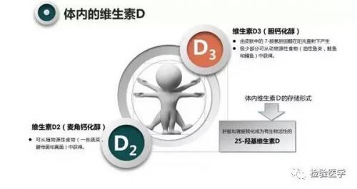 25羟基维生素D检测