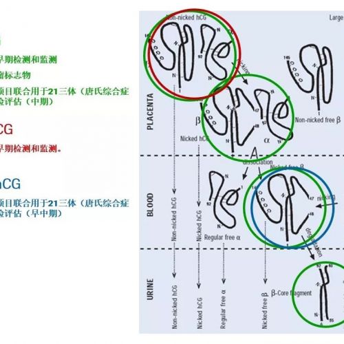 临床结果解读 | 不同hCG检测试剂盒的差异