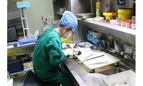 埃及医生来上海学病理：“样本数量和检测手段让人震惊”