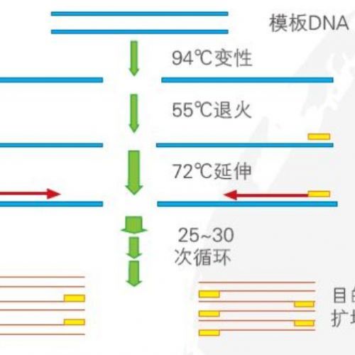 探针资本：分子诊断行业研究