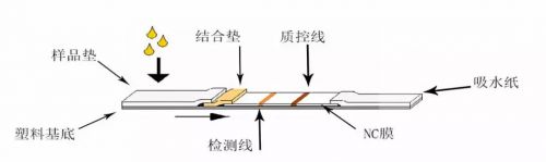 谁将成为国内侧向免疫层析检测（POCT）的巨头？