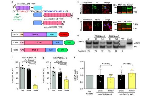 重磅！两篇Nature Medicine开发出对线粒体DNA进行基因编辑的MitoTALEN和mtZFN