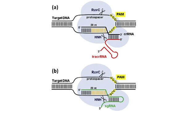 Nat Biotechnol：最大规模CRISPR/Cas9突变研究构建出基因编辑预测工具
