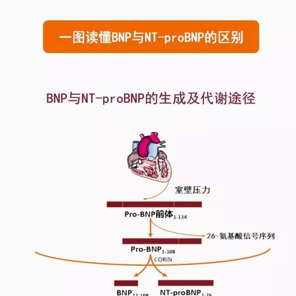 一图读懂BNP与NT-proBNP的区别！