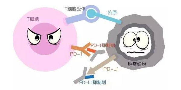 国内肿瘤靶向药物上市图谱