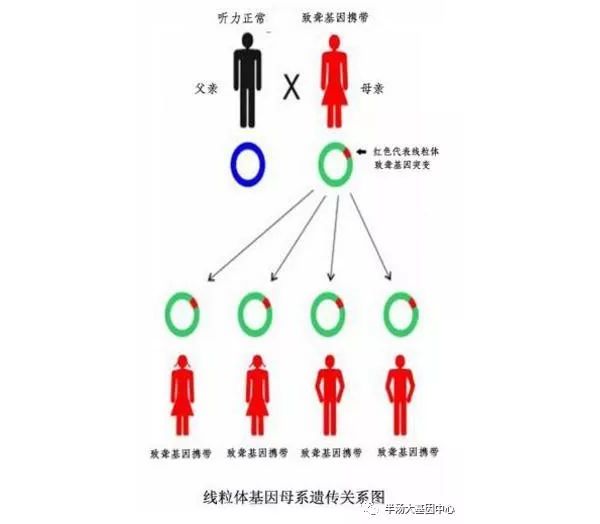 科普 | 基因是可以遗传的，如何做好家族基因数据的健康管理呢？